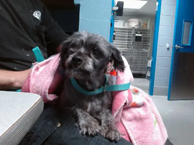 Medusa - Miniature Schnauzer