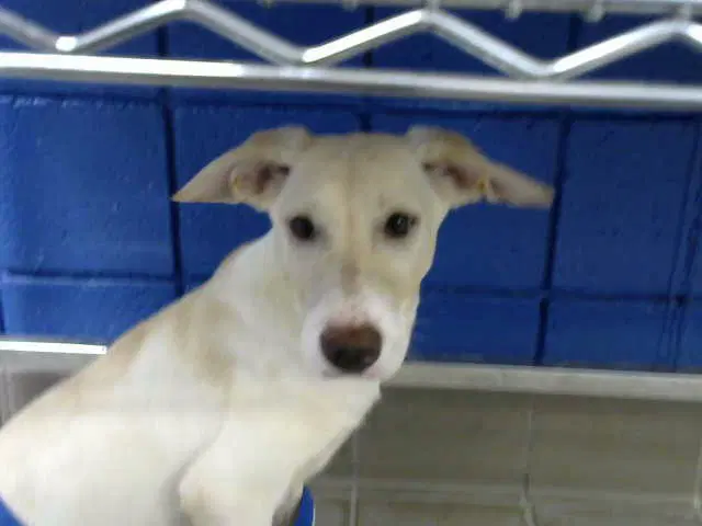 Mindy image 1