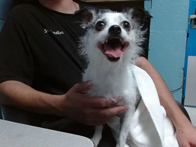 Chloe - Chihuahua