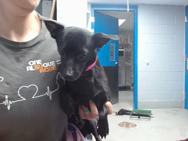 Toast - Chihuahua