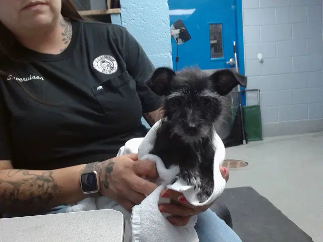 Ruben - Chihuahua