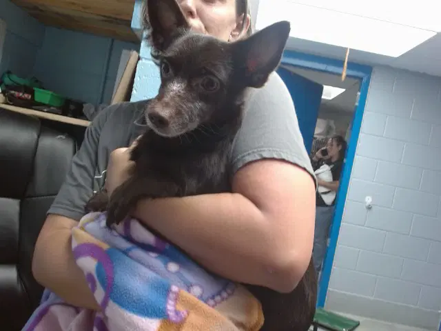 Pastrami - Chihuahua