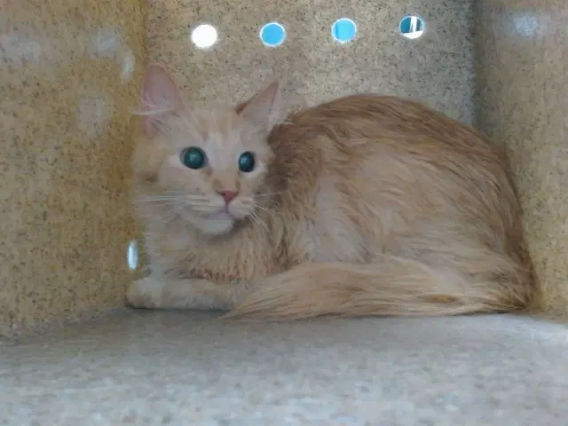 Pepperoni - Domestic Medium Hair