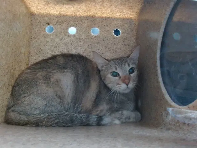 Turkey - Domestic Short Hair