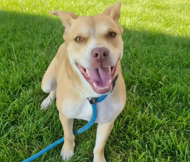 Pua Pooh Uh - Labrador Retriever
