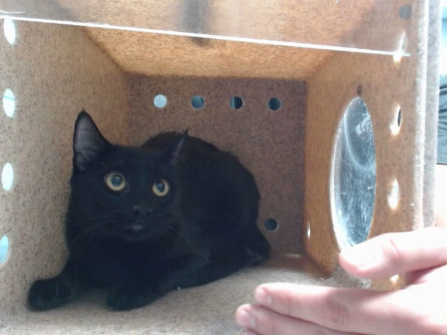 Nova
