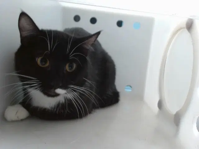 Max - Domestic Short Hair