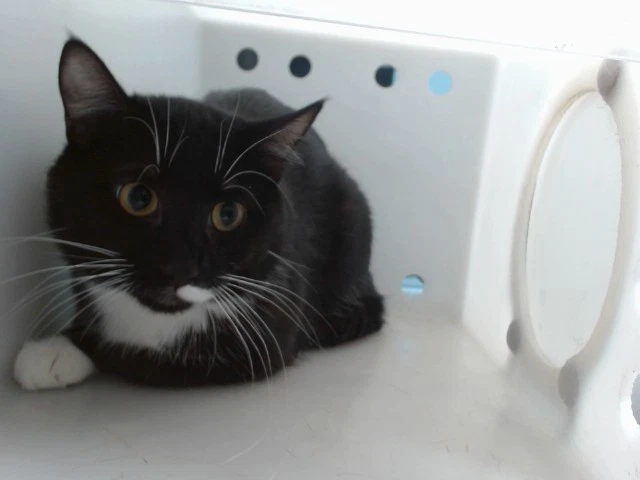 Max