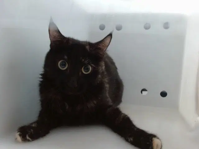Ash - Domestic Short Hair
