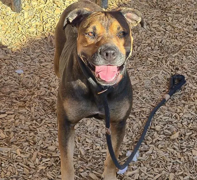 Shy - American Pit Bull Terrier