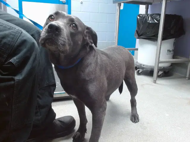 Ski - American Pit Bull Terrier