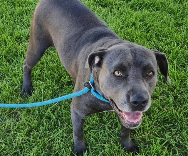 Ski - American Pit Bull Terrier