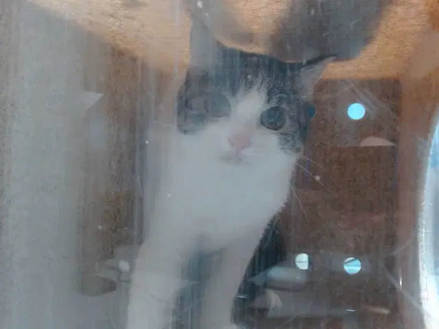 Ella - Domestic Short Hair