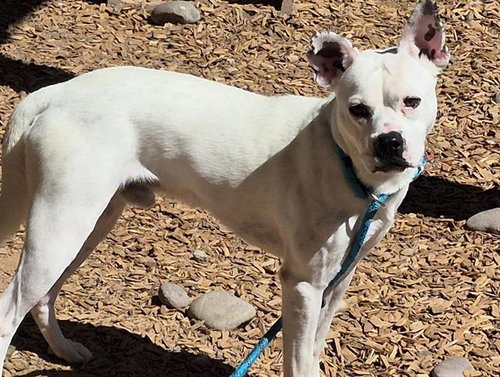 SPOT, a dog for adoption from Albuquerque Animal Services - Westside