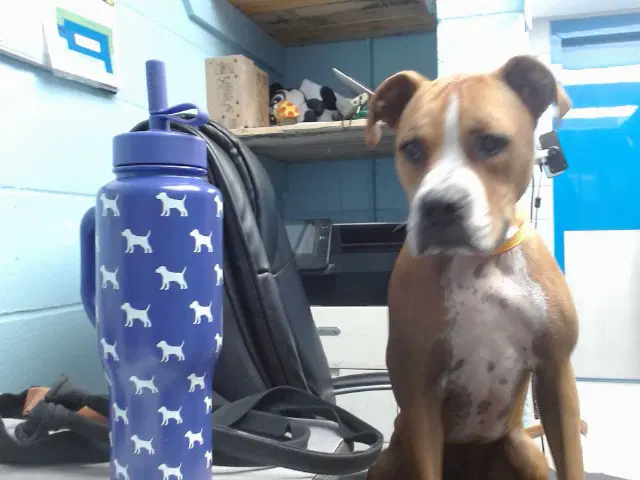 Bobo - Boxer