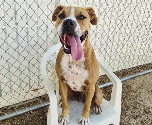 Bobo - Boxer