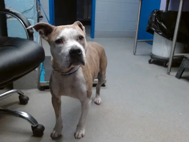 Princess - American Pit Bull Terrier