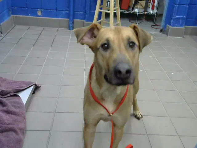 Canelo - Rhodesian Ridgeback