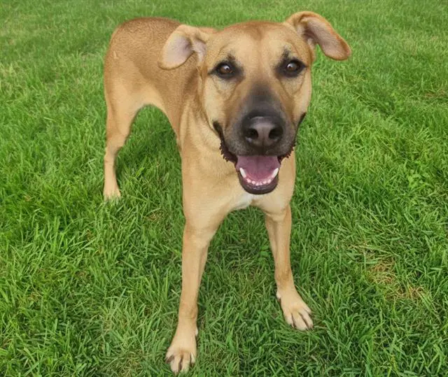 Canelo - Rhodesian Ridgeback