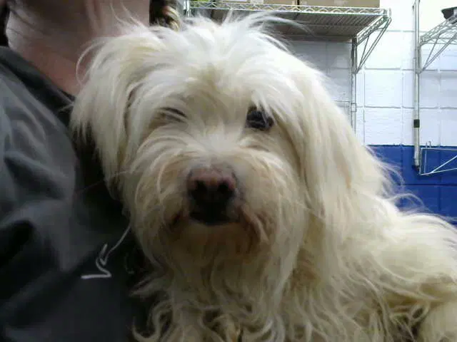 Susy - Maltese