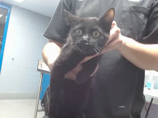 Ledasha - Domestic Short Hair