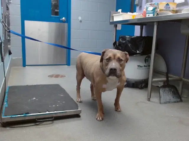 Guero - Staffordshire Bull Terrier