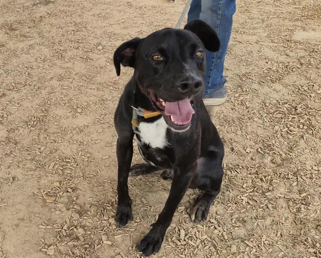 Hammy - American Pit Bull Terrier