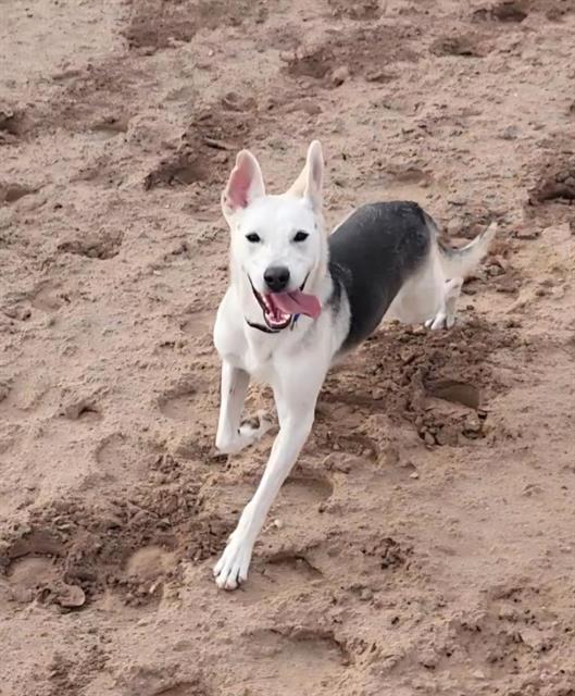 Nova