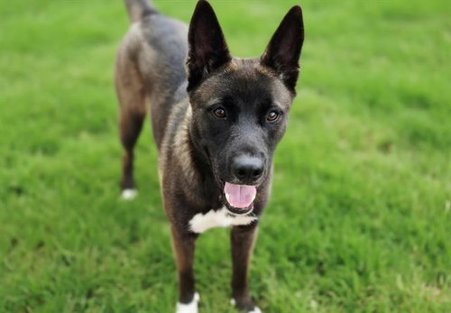 KARMA, a dog for adoption from Albuquerque Animal Services - Westside