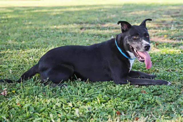 Regis - Labrador Retriever