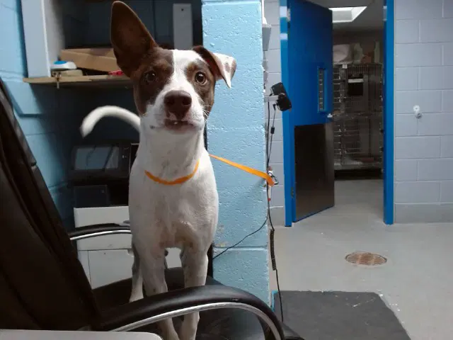 Milo - Pointer