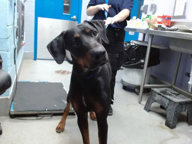 Thirsty - Doberman Pinscher