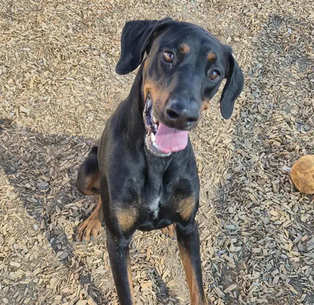 Thirsty - Doberman Pinscher
