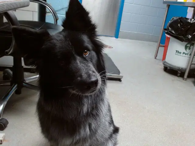 Esme - Australian Shepherd
