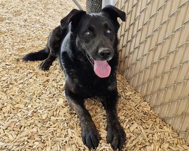 Vader - Labrador Retriever