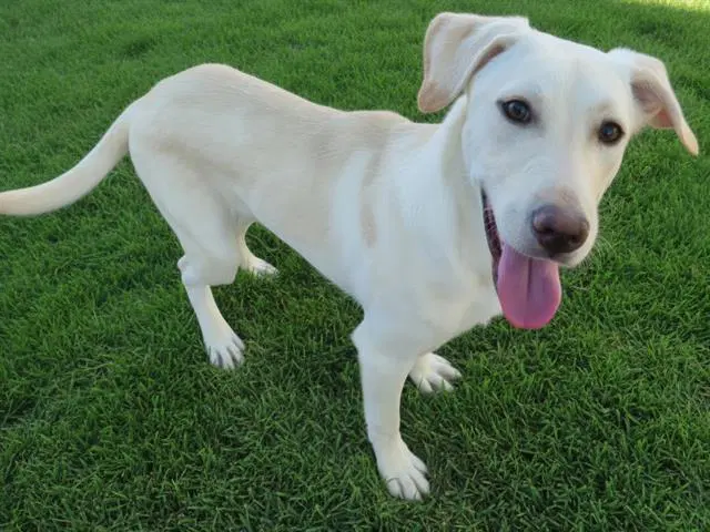 Mazanio - Labrador Retriever