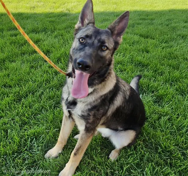 Shallot - German Shepherd Dog