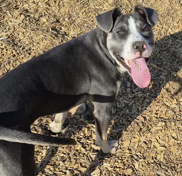 Stone - American Pit Bull Terrier