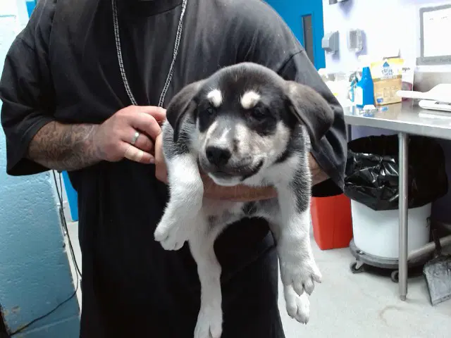 Keegan - Husky