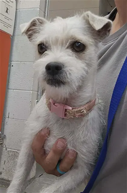 Lily - Border Terrier