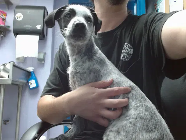 Monroe - Australian Cattle Dog/Blue Heeler