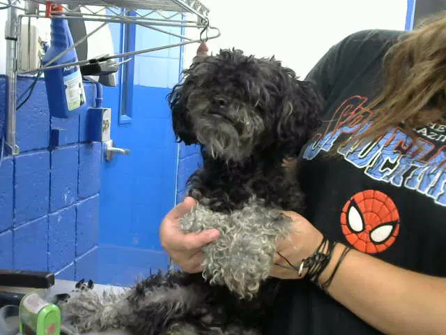 Munkey - Poodle (Miniature)