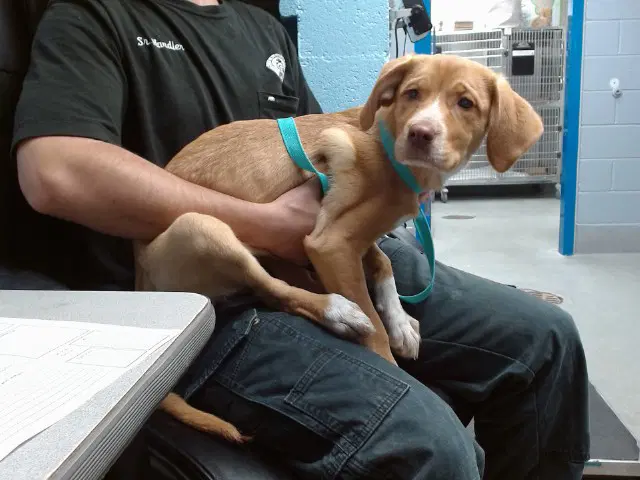 Charlie - Labrador Retriever