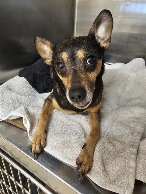 Olive - Miniature Pinscher