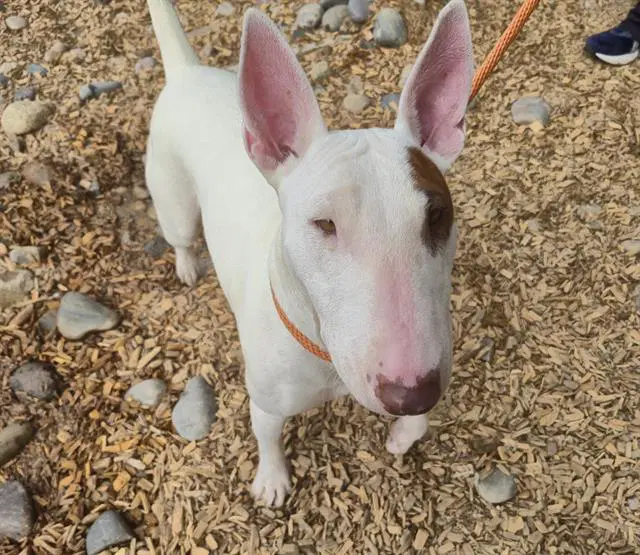 Daisy - Bull Terrier
