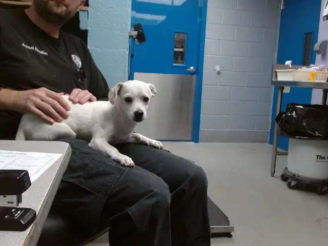 Anthony - Chihuahua