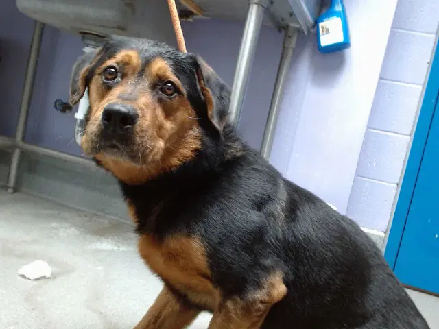 Ramon - Rottweiler