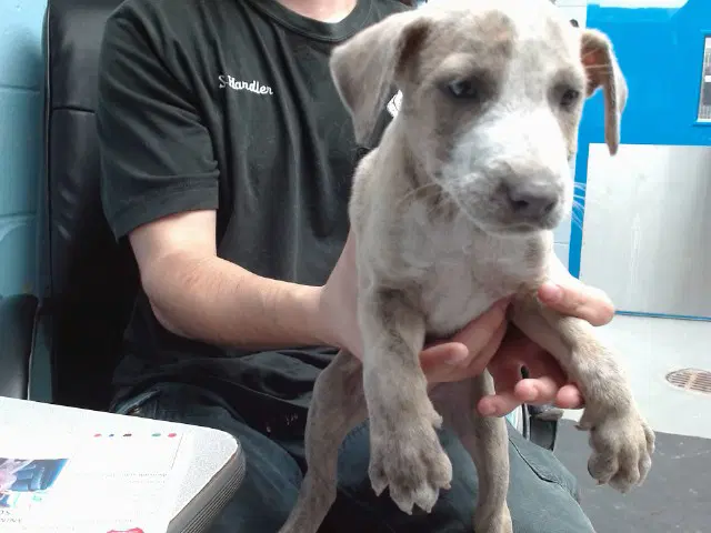 Hair Tie - Australian Cattle Dog/Blue Heeler