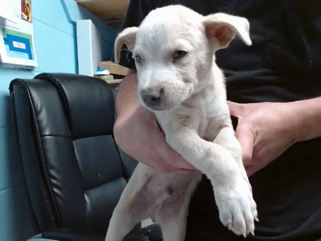 Scrunchie - Australian Cattle Dog/Blue Heeler