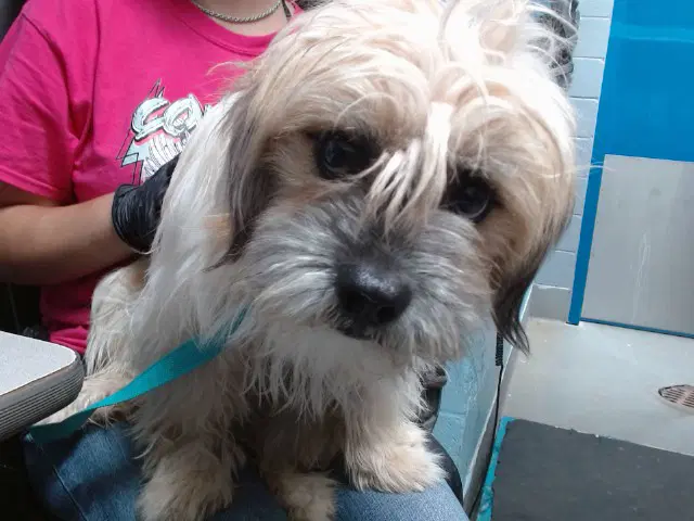 Winifred - Shih Tzu
